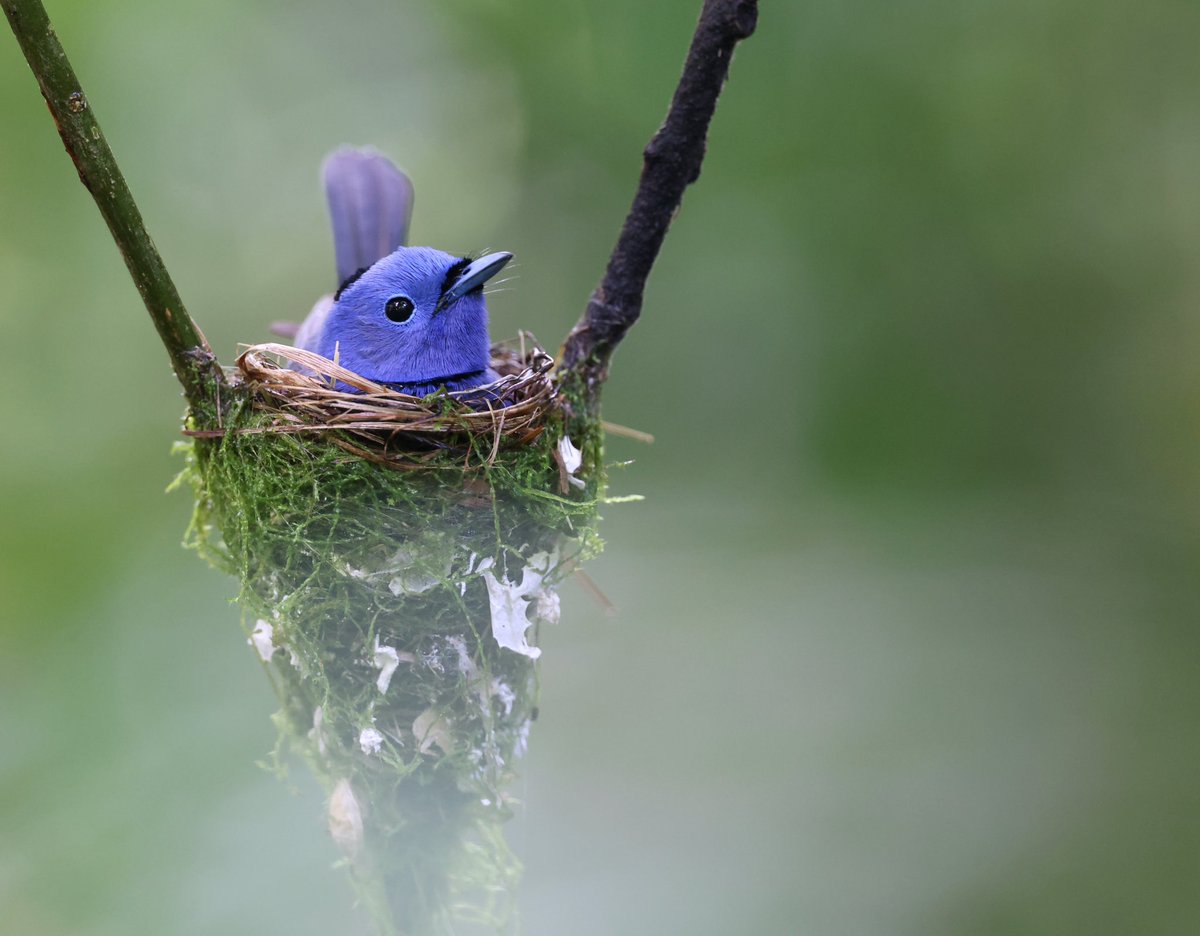 Bird-Photo-Tours ASIA tweet media