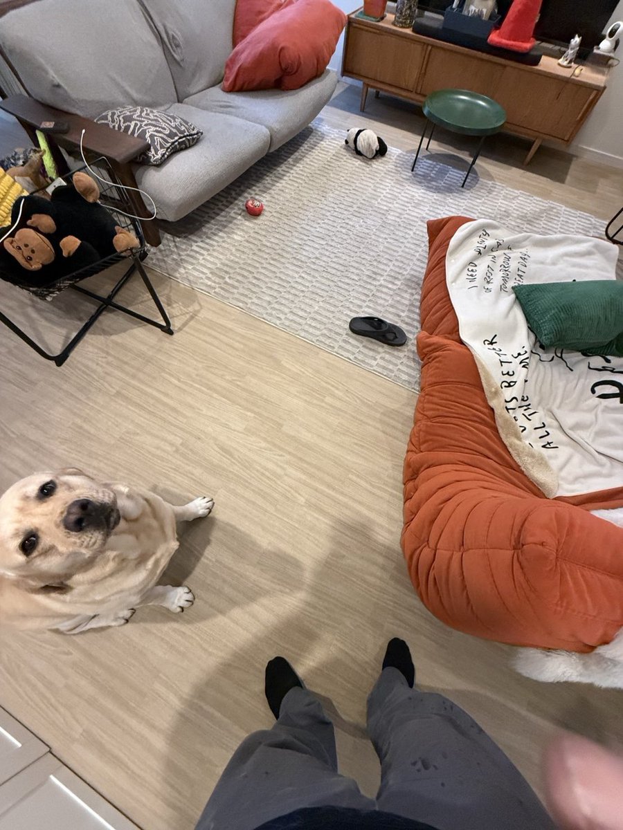 ラブラドールの横綱 tweet media
