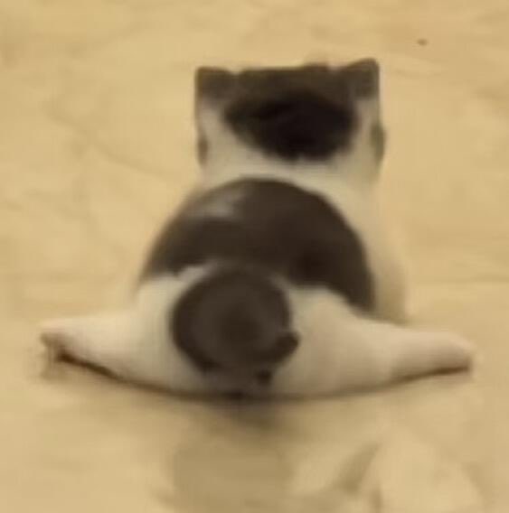 Seal02🦭 tweet media