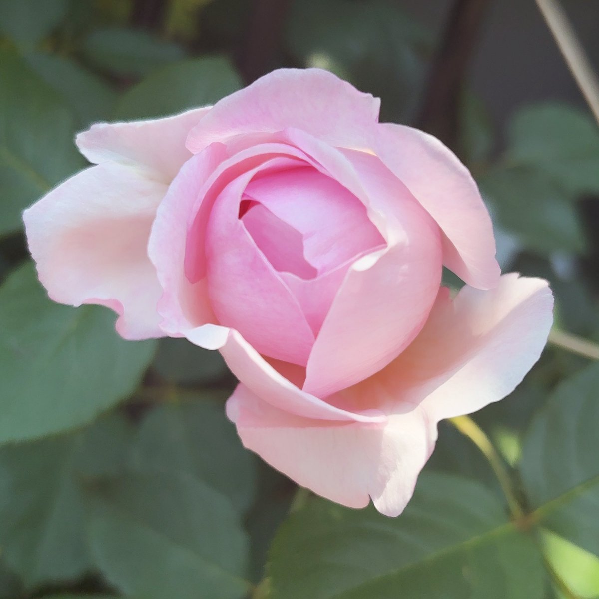 1m_by's tweet photo. 🌹！ https://t.co/WGZsvJ3KgX