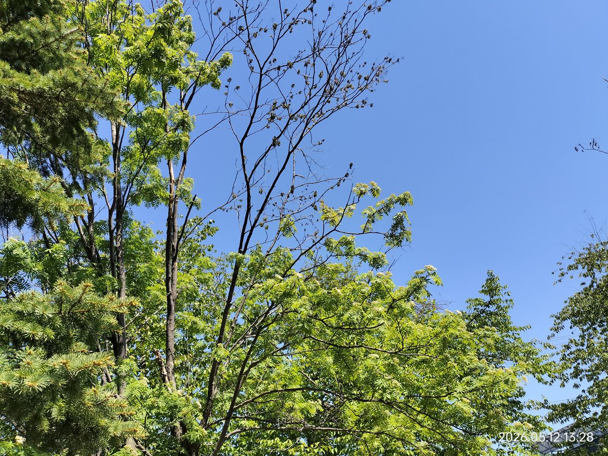 FeltworkZEBRA's tweet photo. 八重桜とリンゴ、ナナカマドの季節 https://t.co/UQh0HeZ72d