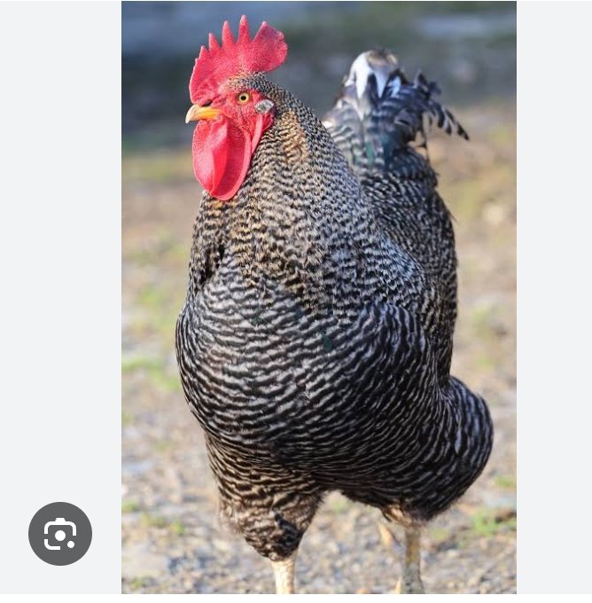 Tobi_threads's tweet photo. This bastard too,e dey even ambush person, we had one on our street then ,If you win am today and you chase it away tomorrow or the next time you are passing by it will literally hide and attack the person, this fowl na terrorist 😹 https://t.co/7aisYfXF8h