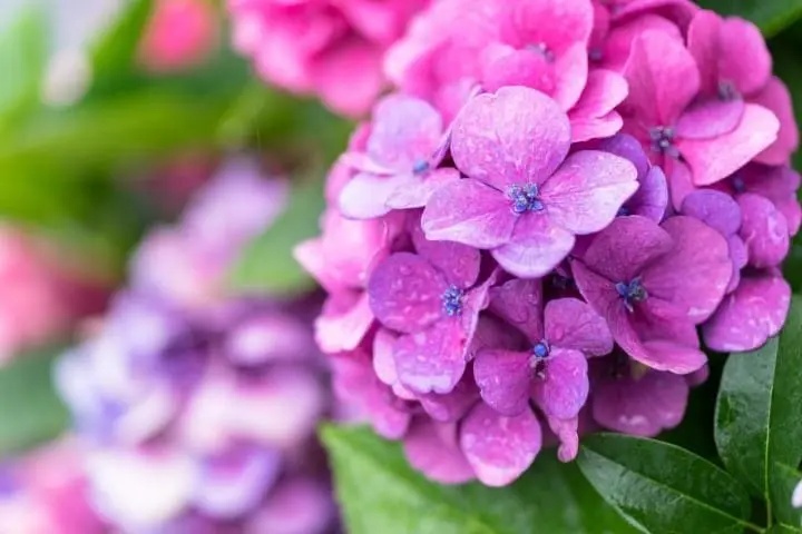 MATCHA tweet media