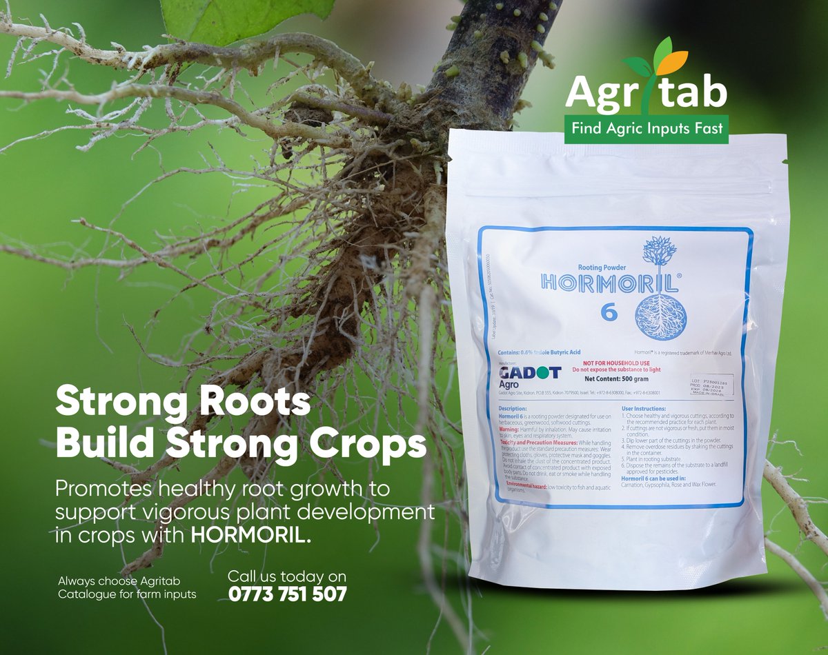 agritabcart's tweet photo. Strong roots create the foundation for healthier, more productive crops. HORMORIL supports healthy root development to help crops absorb nutrients efficiently & grow vigorously from the start. Call us on 0773 751 507 for orders and deliveries.
#Agritab #HORMORIL #RootDevelopment https://t.co/vxBYiOiF5o