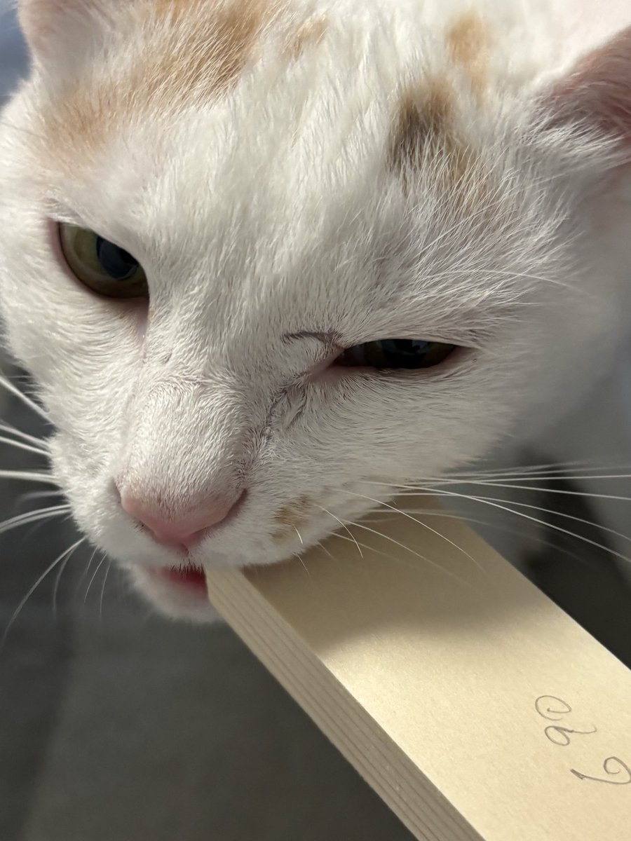 ヤサグレ飛猫隊マチ(こぅ) tweet media