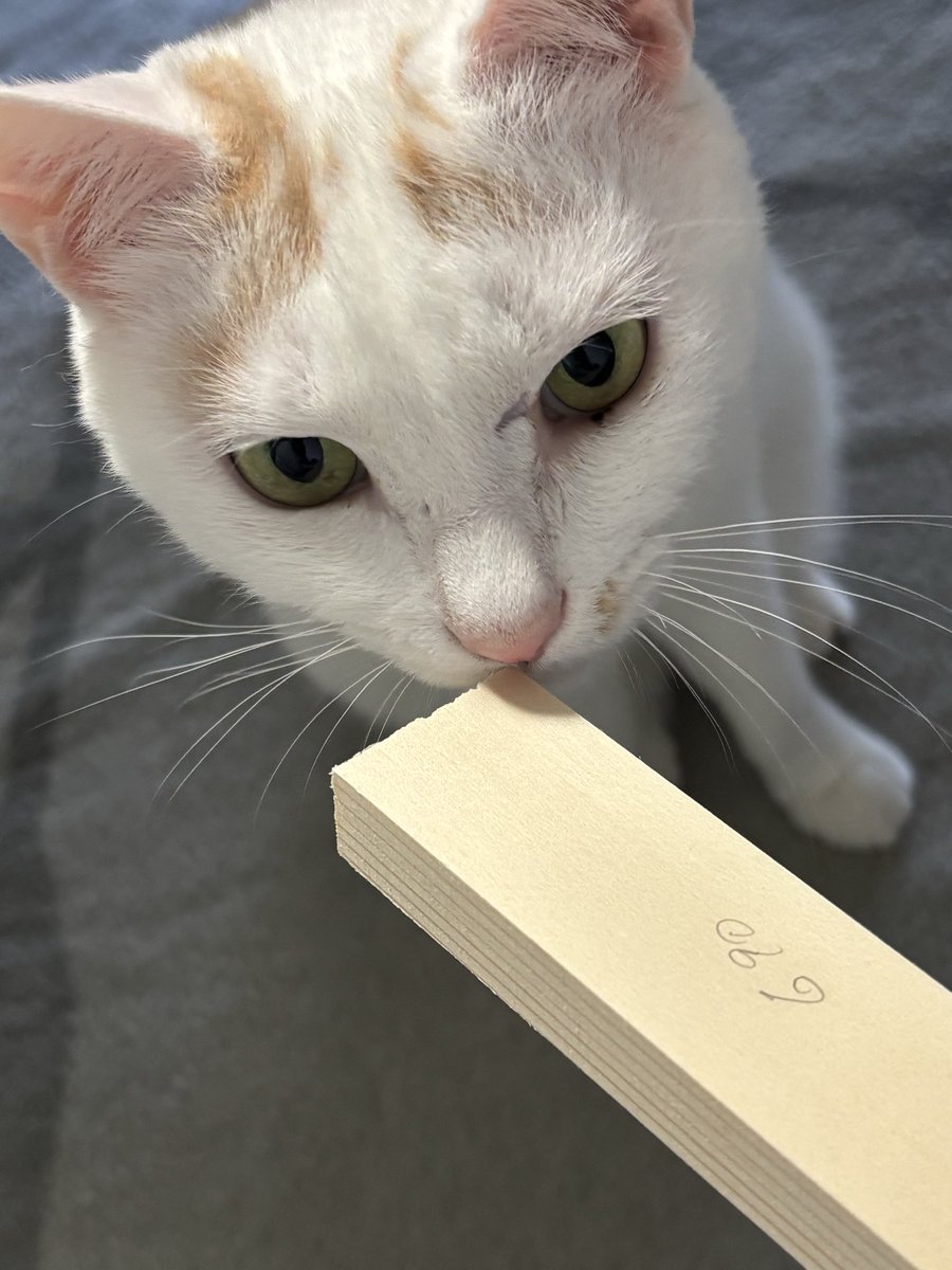 ヤサグレ飛猫隊マチ(こぅ) tweet media
