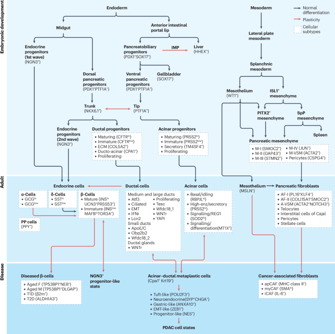 NatRevGastroHep's tweet photo. New online! Understanding development and cellular plasticity in the pancreas in health and disease https://t.co/JMEGEU4ydV https://t.co/YXE3z0eurs