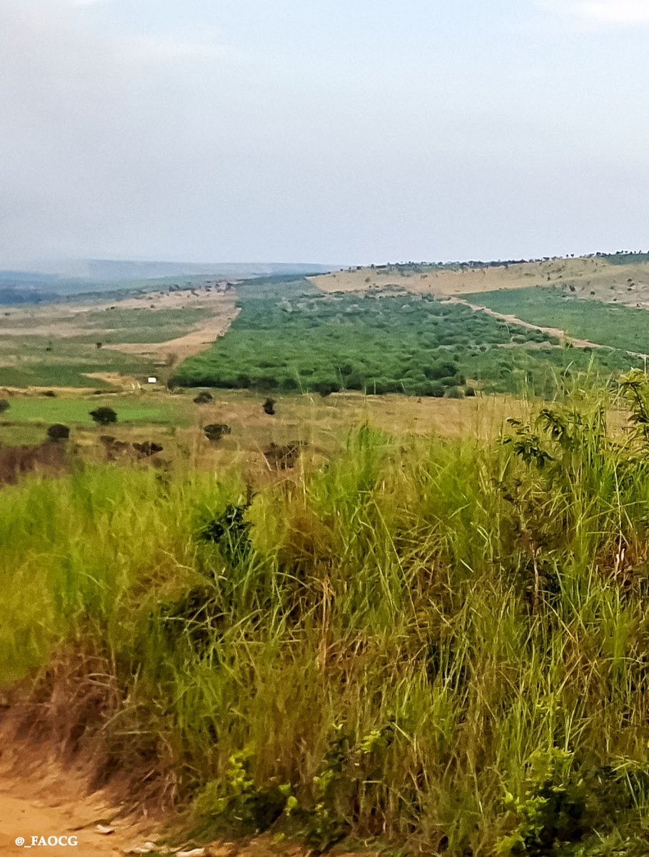 FAOCongo's tweet photo. 🌳Avec Préforest &amp; ProRep au Congo plus de 1 3001 300 ha de plantations agroforestières restaurent les écosystèmes, renforcent les revenus des communautés et évitent 1 486,87 t CO2-eq. Des actions concrètes pour le climat et la résilience locale.
#FAO #Climat #Congo##MEF#CAFI#GCF https://t.co/xRMJopciqa