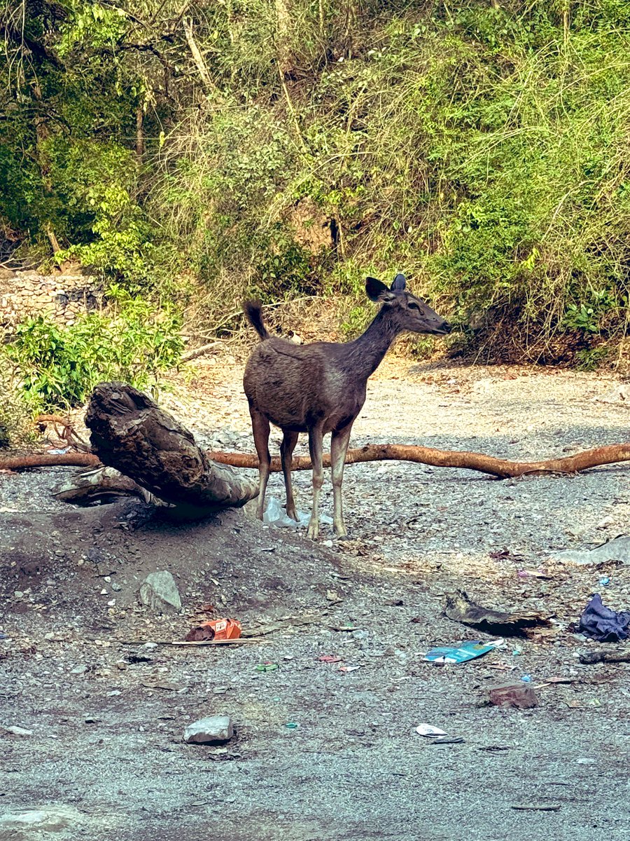 _Rheuma's tweet photo. स्वतंत्रता अनिवार्य है  एक सभ्य, लोकतांत्रिक और व्यवस्थित समाज के निर्माण के लिए । पर स्वतंत्रता के नाम पर स्वच्छंदता ?  
स्वच्छंदता तो सिर्फ़ व्यवस्थाओं को ध्वस्त करने का काम  करती है । https://t.co/tQuMjBBpGh