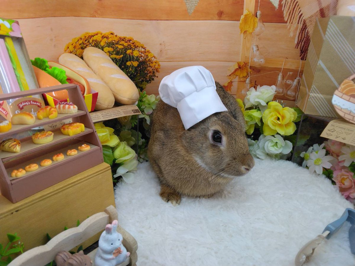 VENUS 世界基準のうさぎの飼い方ガイド tweet media