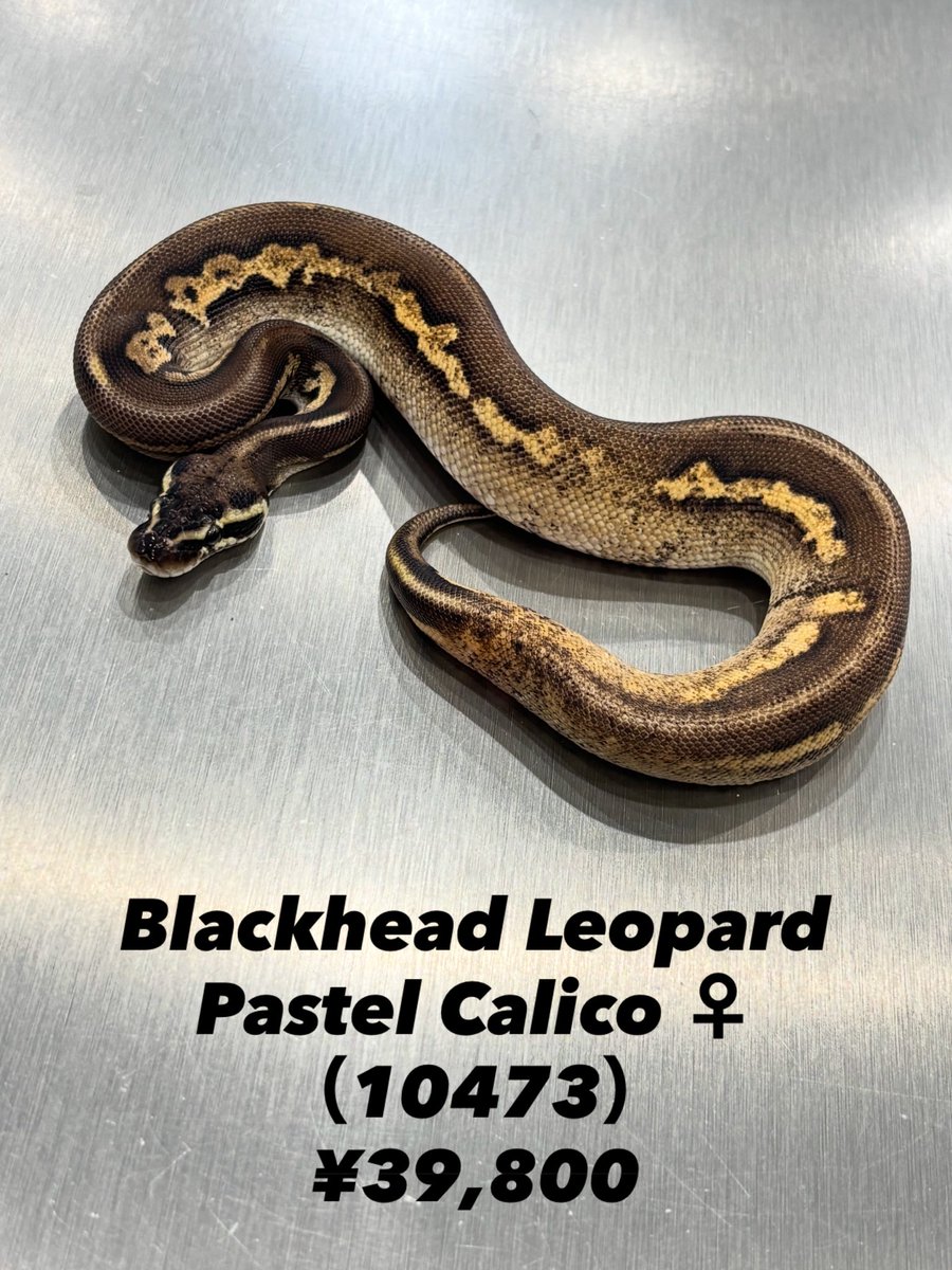 鼯 様 Blackhead Leopard Pastel Calico ♀ （10473） 213g 【お渡し可能