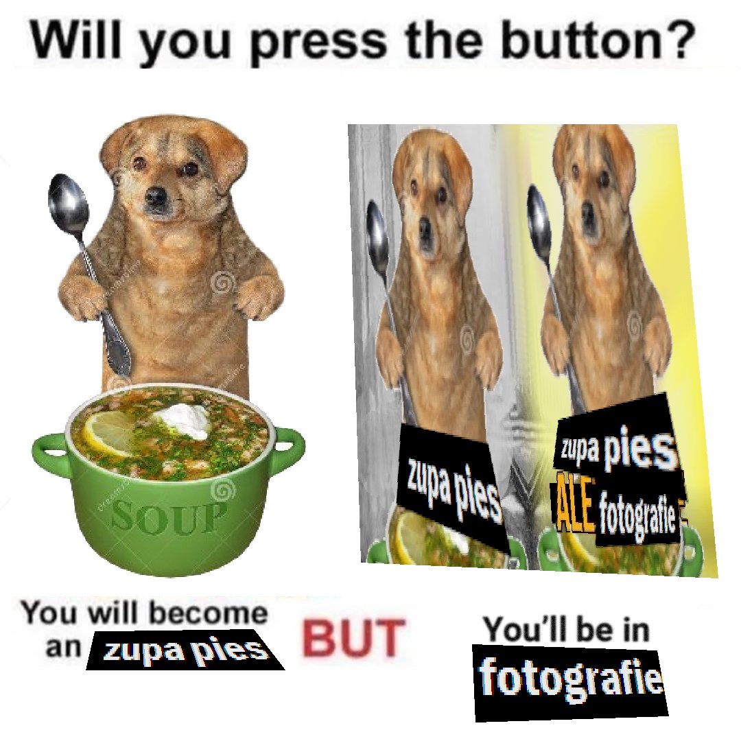 zupa pies fotografie tweet media