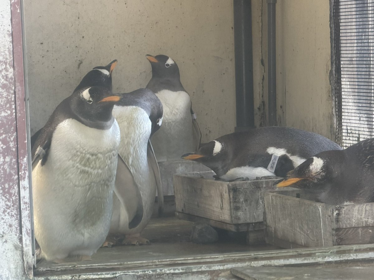 ジェンツーの皆さん🐧 今日の様子 #ジェンツーペンギン #gentoopenguin