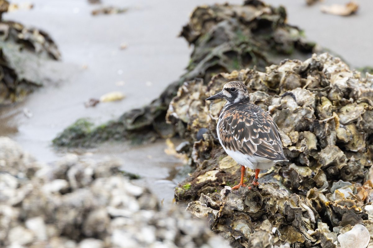 そらら (@YuuShiina417) / Posts / X