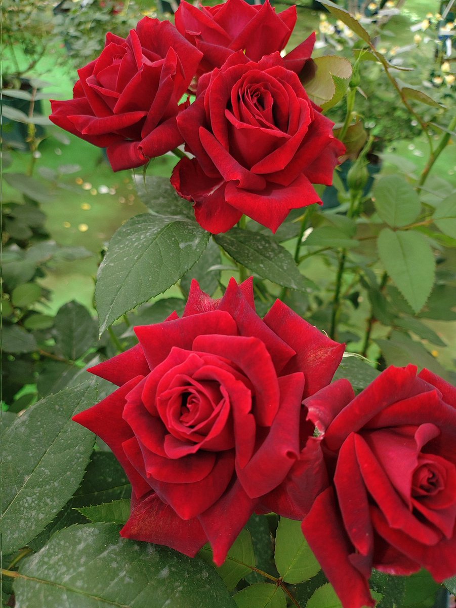 roses_creator's tweet photo. 紅 https://t.co/5GHmg64wBA