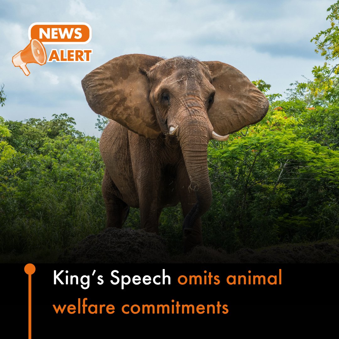 World Animal Protection UK tweet media