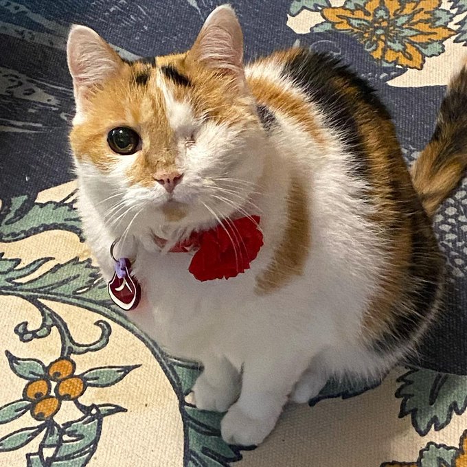 The Meow Cats tweet media