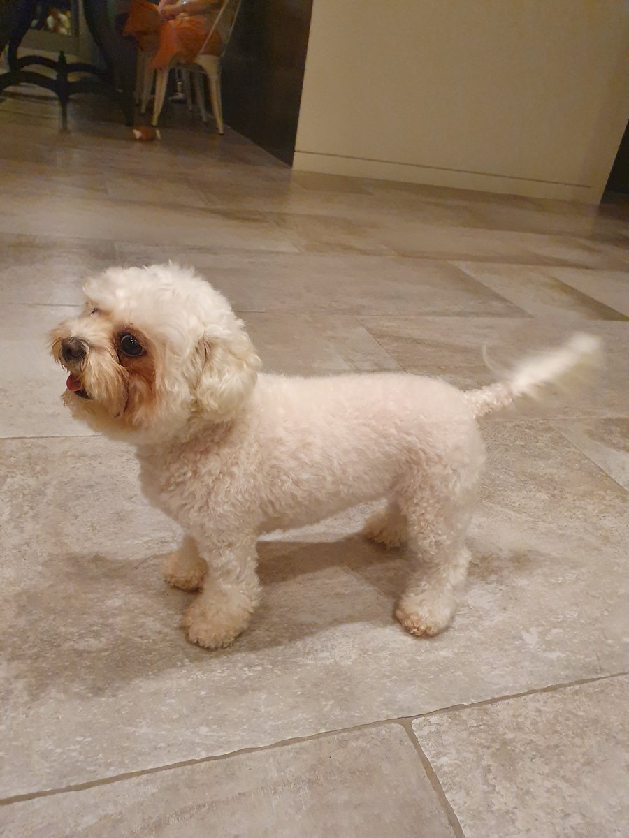boardmania77's tweet photo. @itsmeolly_house 
올리언니는?

에뚜앙 Etouan (female) / 4kg / Bichon Frise / Birthdate : 2016/12/13 https://t.co/1l6utEoPJy