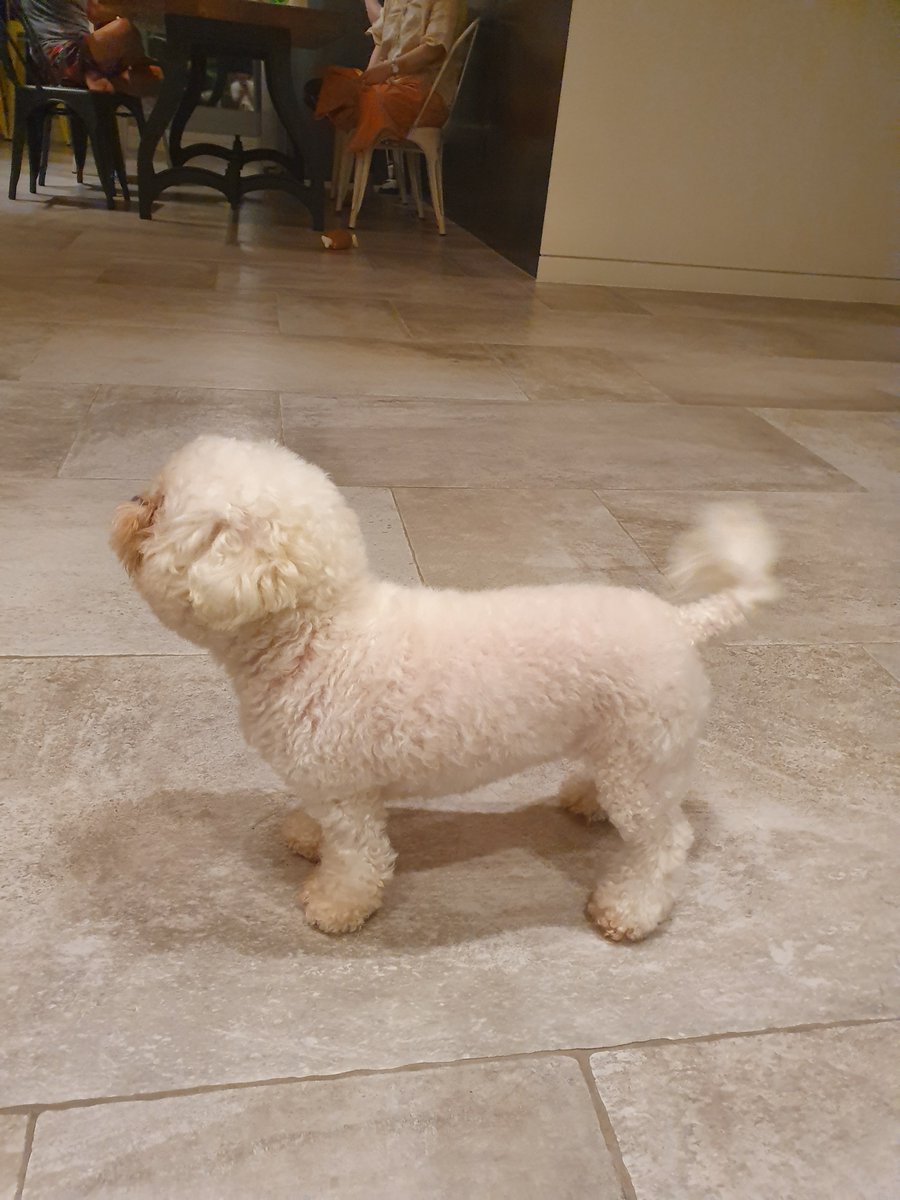 boardmania77's tweet photo. @itsmeolly_house 
올리언니는?

에뚜앙 Etouan (female) / 4kg / Bichon Frise / Birthdate : 2016/12/13 https://t.co/1l6utEoPJy