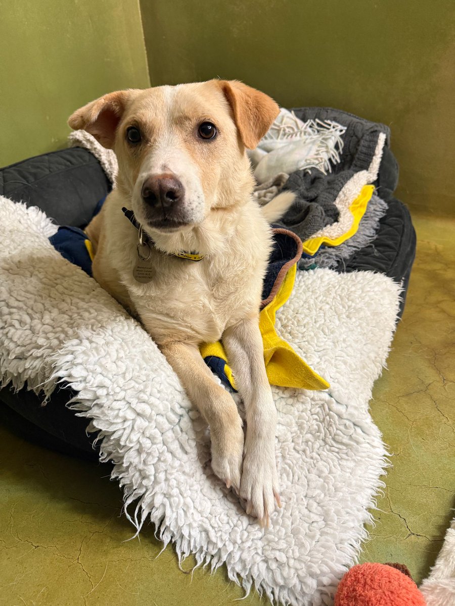 DogsTrust West Calder (Edinburgh) and Dundee tweet media