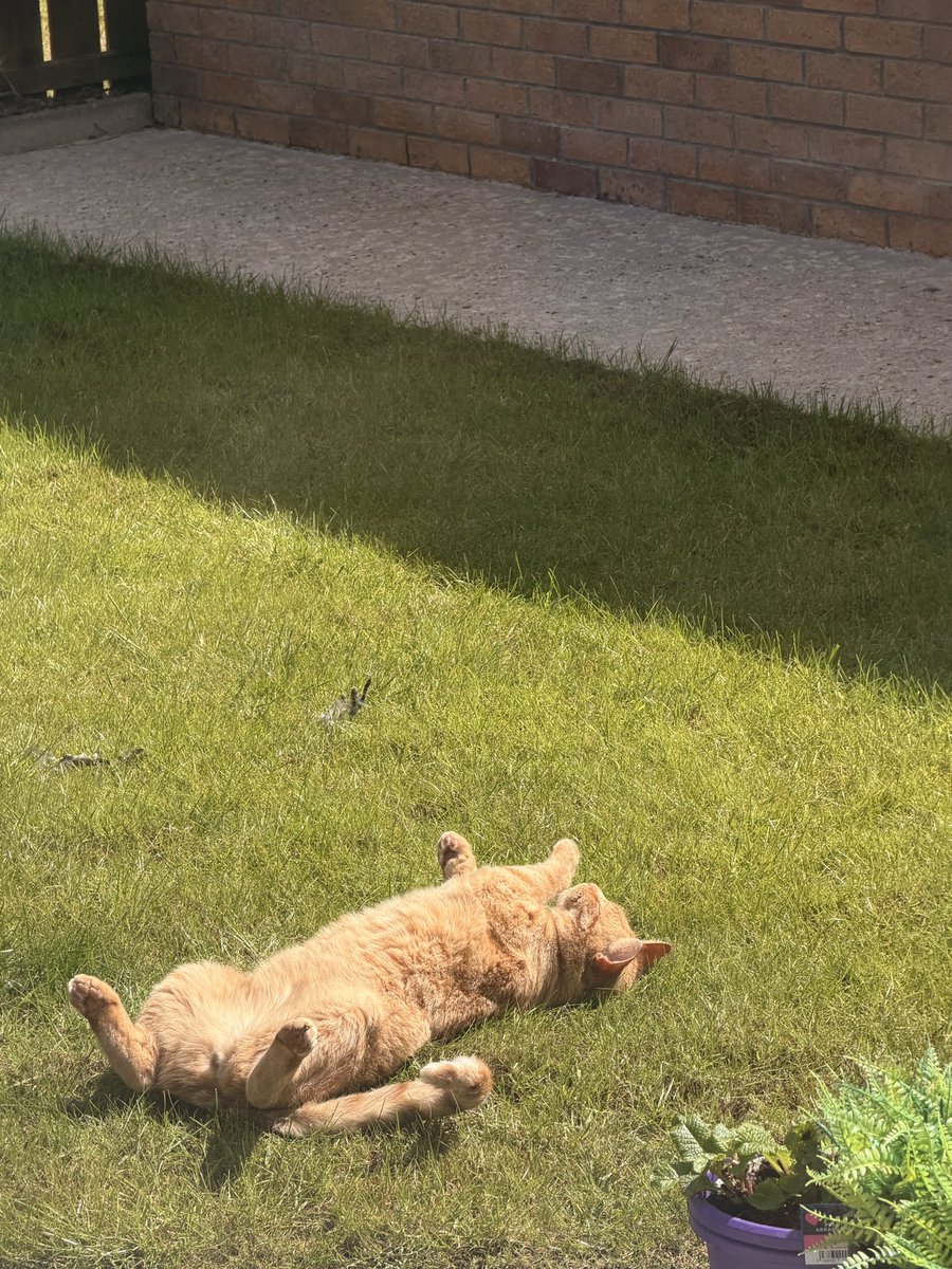 MalcolmtheCat2's tweet photo. Sun’s out ☀️☀️ https://t.co/kl8VDElzbF