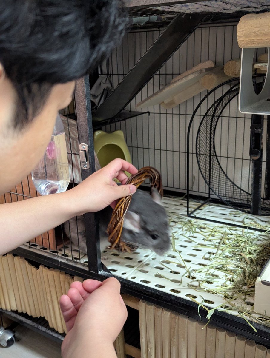 🐭すずきちは芸をします！輪くぐり！