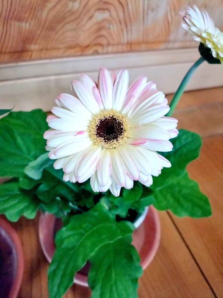Rahzel_imo's tweet photo. 一目惚れでガーベラ買った🌼 https://t.co/olunLZ2C8V