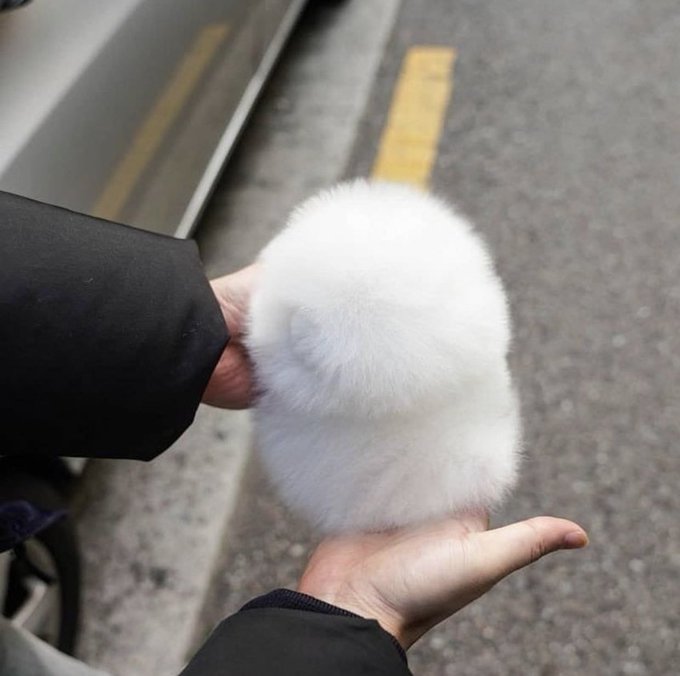 Cat is life ~猫は人生~ tweet media