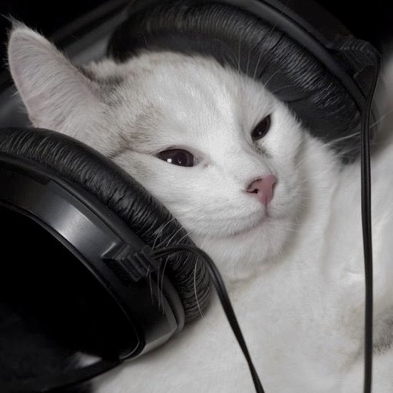 Miaw tweet media