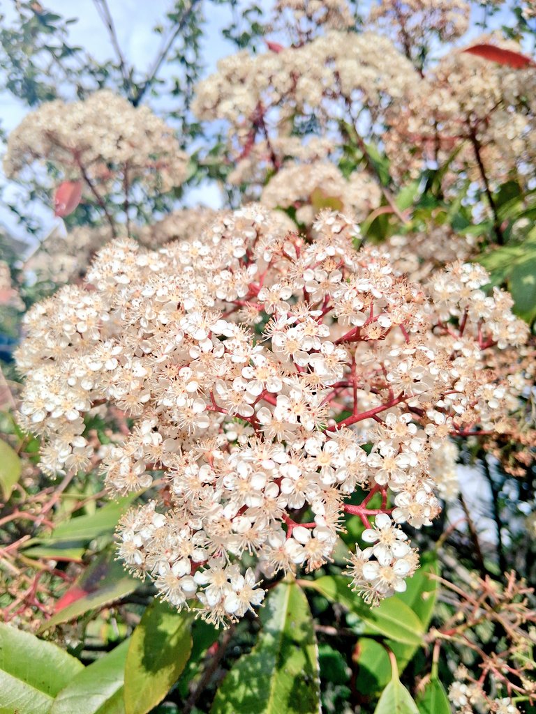 JanSmithNL's tweet photo. Late spring blooms still holding on... It's a lovely morning, still cold tho... 🥶 🎉💕 https://t.co/xSwG5iLVW8