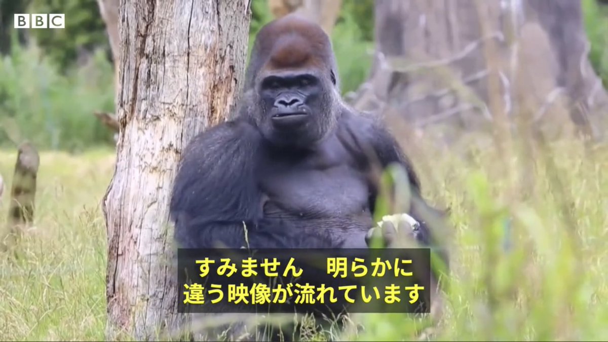 久保山 尚 🏴の特級出羽守 tweet media
