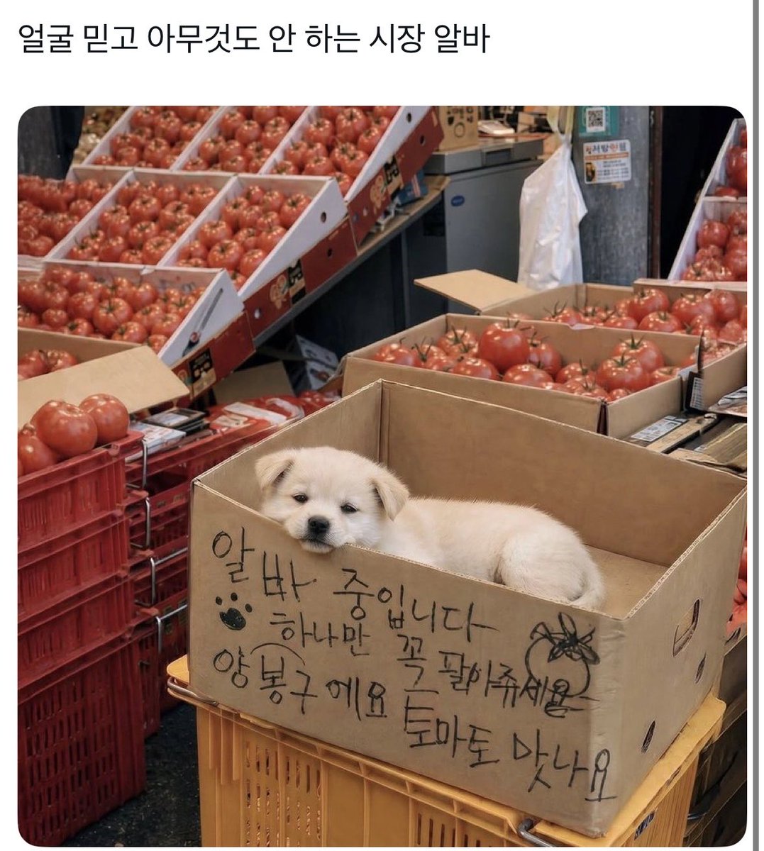 샤머 tweet media