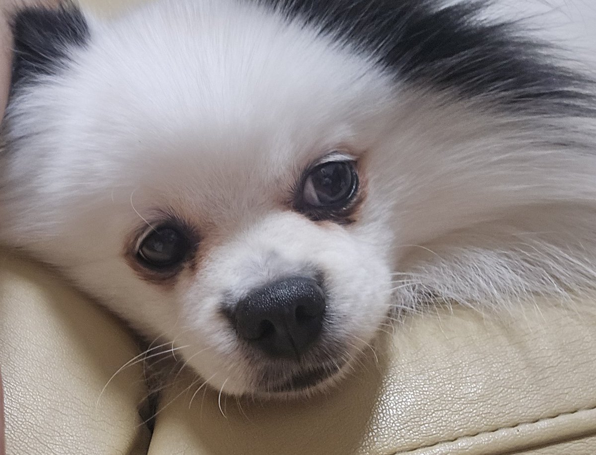 真桜★sinぬいさん衣装係 tweet media