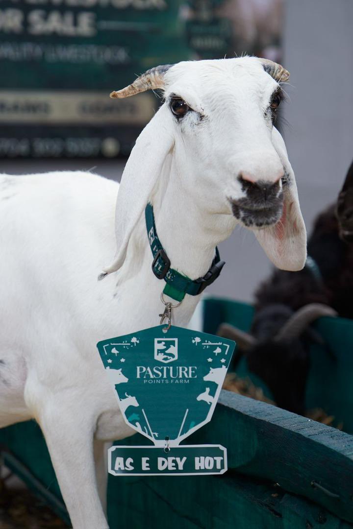 abazwhyllzz's tweet photo. If I buy this kind ram for Alhaji,him go know say men mount https://t.co/J9GPbLjNyy