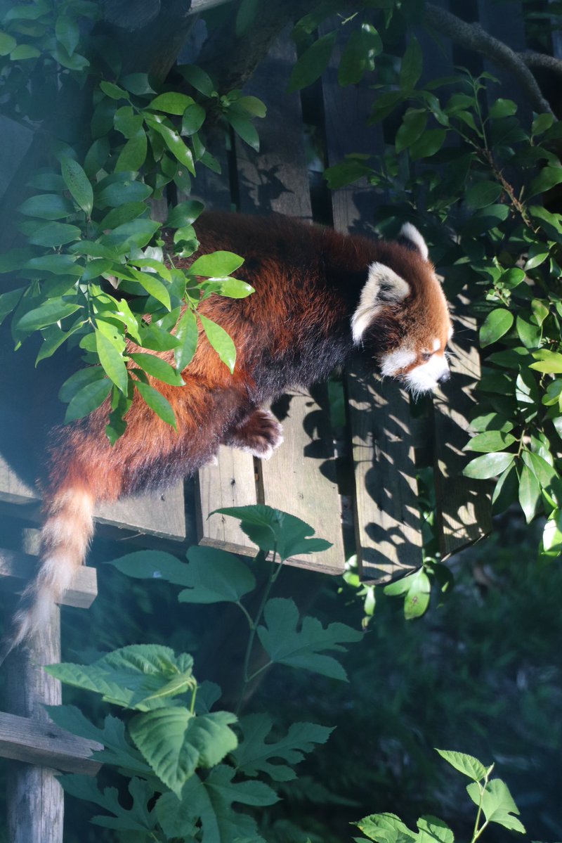 joy_redpanda tweet media