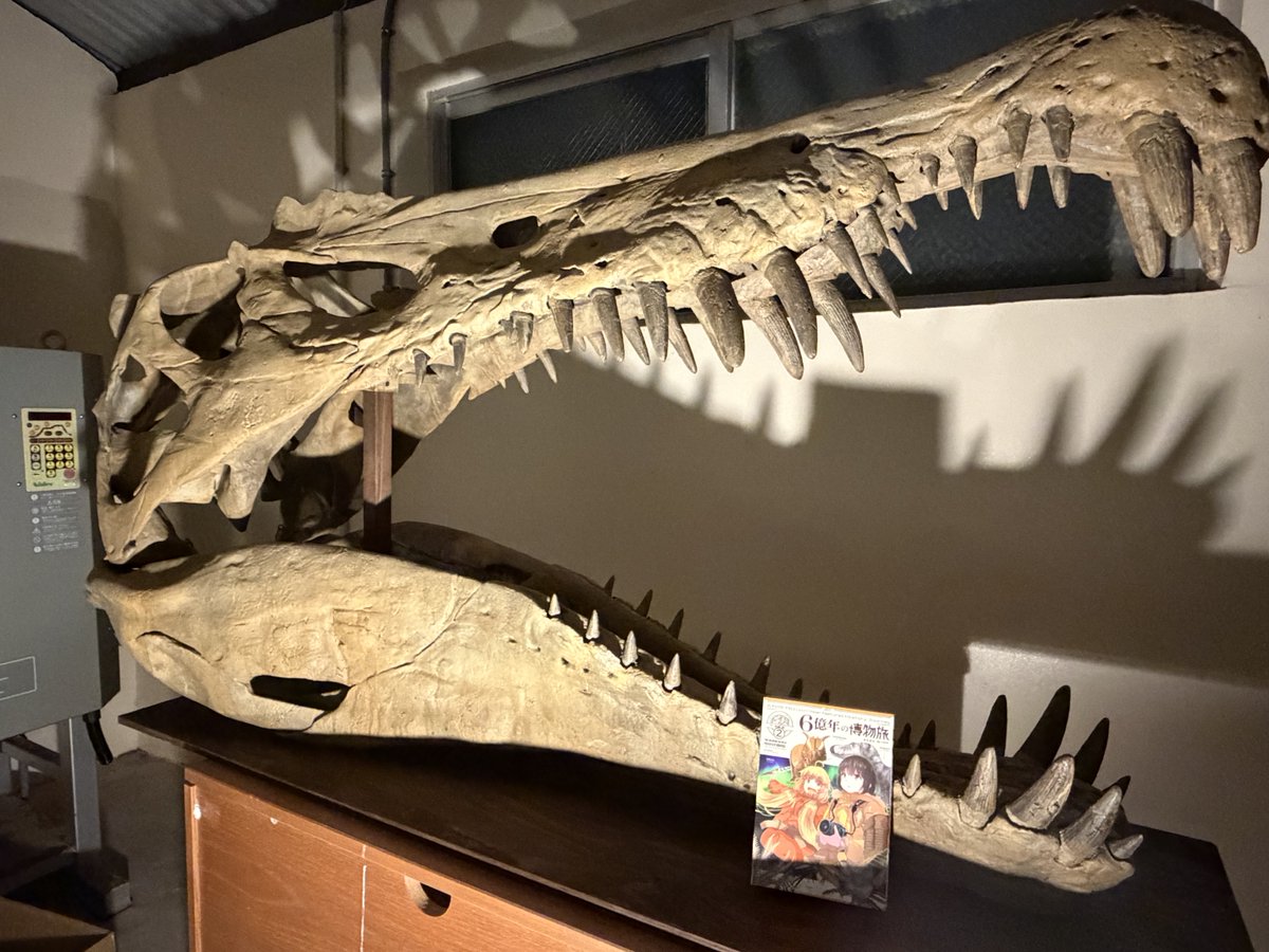 スピノサウルス 頭骨 スカル レプリカ 恐竜 模型 標本 インテリア 楽天