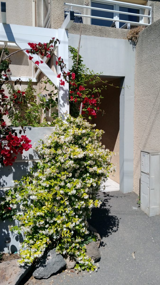 MarseillanHols's tweet photo. Join us in June. With the neighbour's garden in full bloom, nothing quite so welcoming as walking up to the front door of Terrasse des Pecheurs townhouse in #Marseillan #port, with a #southfacing 1st floor terrace, perfect for last minute spring #getaway. https://t.co/PV05Qavk56 https://t.co/TJOf42e3mn