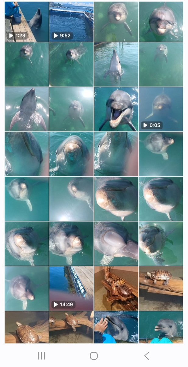 ❌水族館好き(❁ᴗ͈ˬᴗ͈)水族館の生き物 見てるとフワフワ可愛かった2匹。