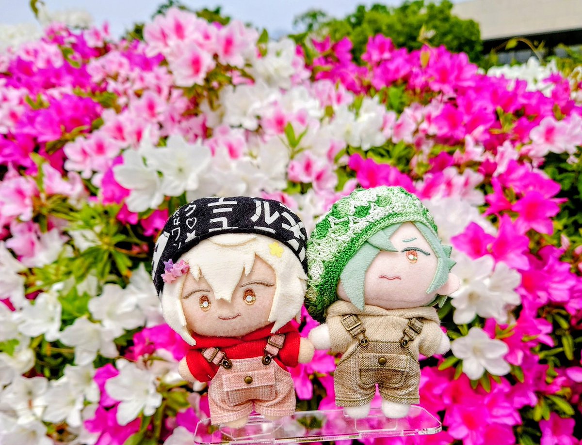 蜜柑 tweet media