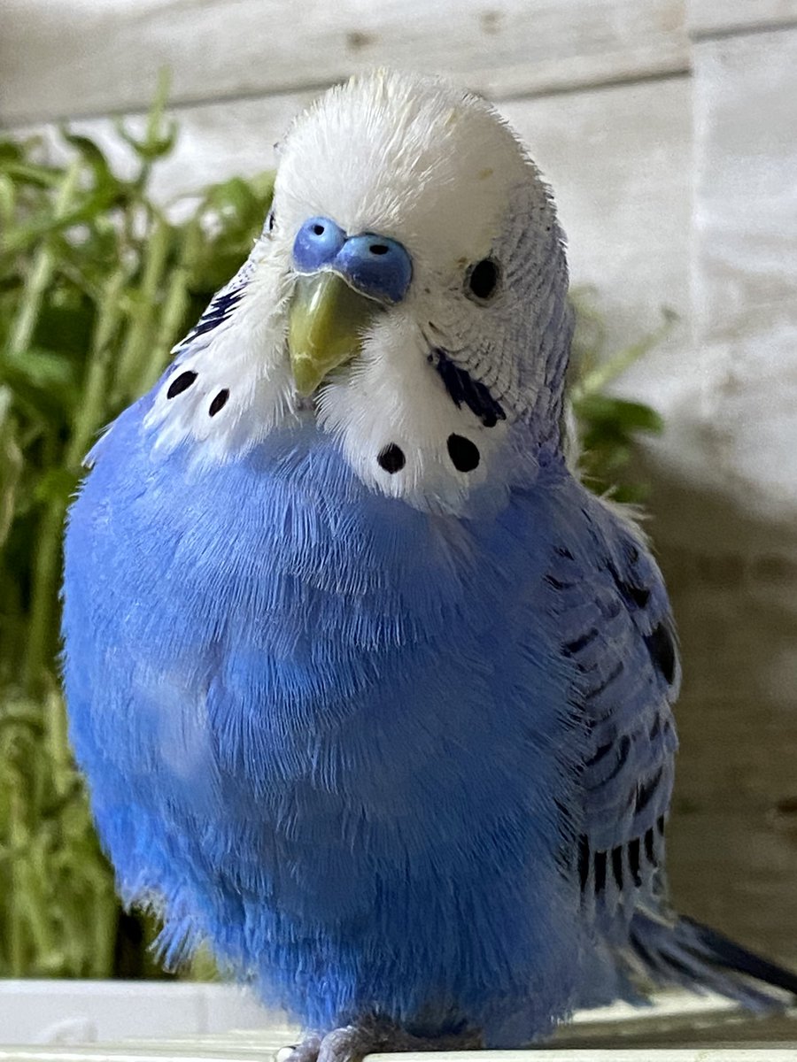 てて| ‹:) tweet media