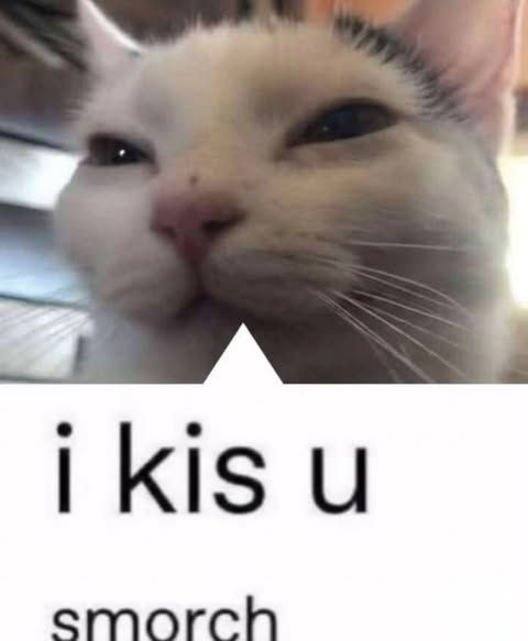Cat TikToks tweet media