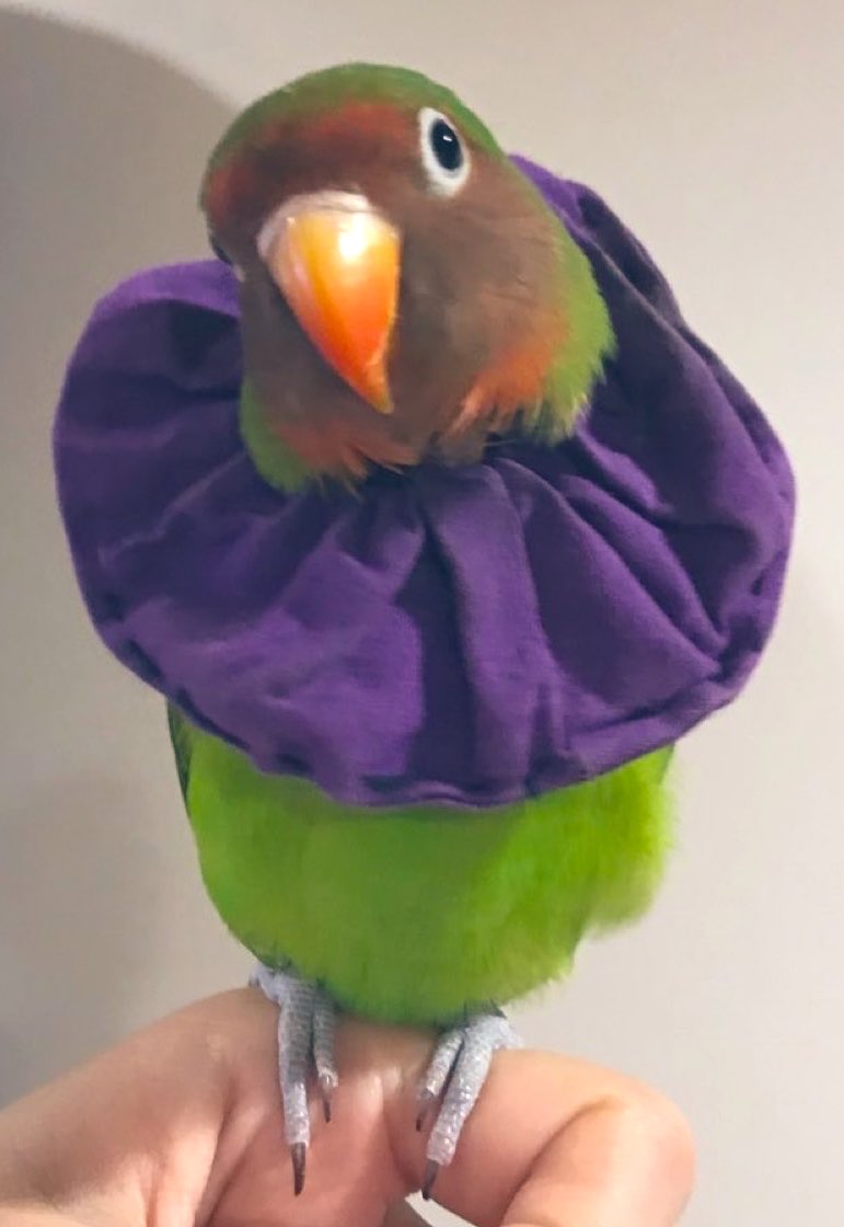 *̥₊˚*なおがし*˚₊*̥ tweet media