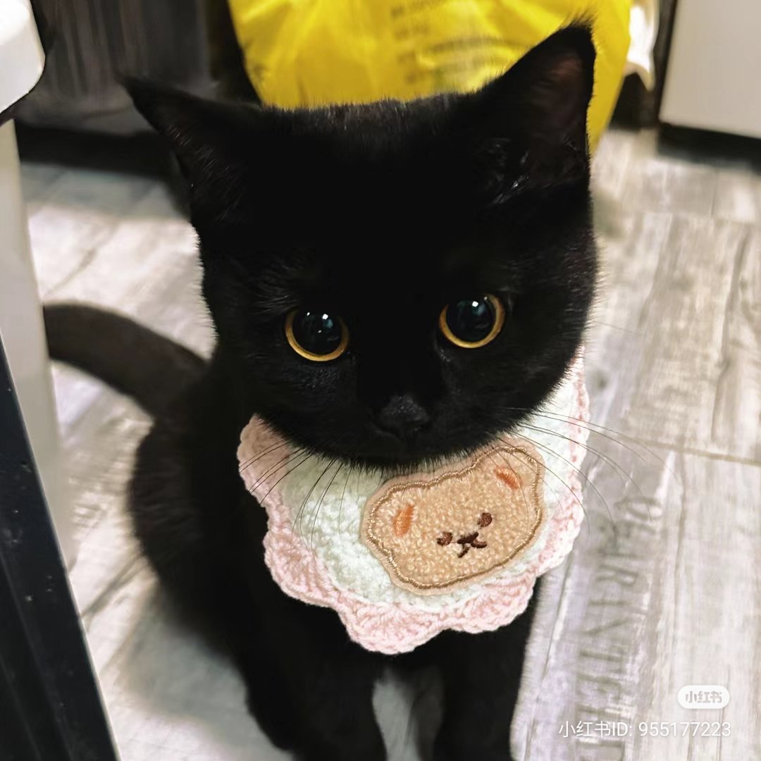 The Cats 𝕏 tweet media