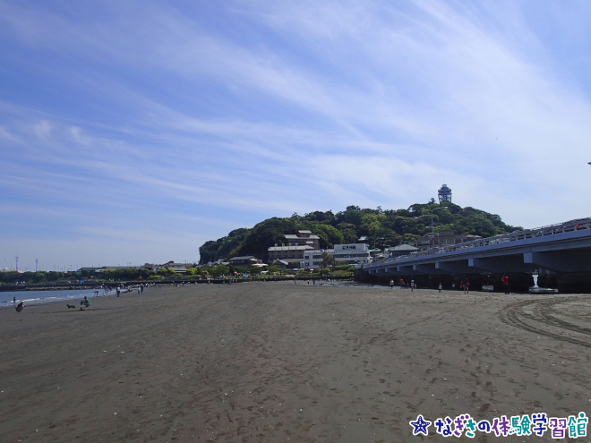 新江ノ島水族館 tweet media