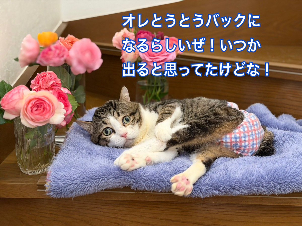 umikun_hikari's tweet photo. 明日21時にうみねこショップ更新します。
今回初登場の商品も！
数に超限りがあります。
お楽しみに！

https://t.co/xC0aLUd5BX https://t.co/xRG6Y0Imq2
