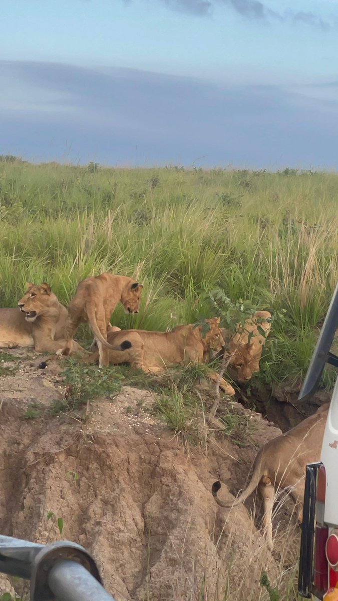 KuleBryn's tweet photo. Spotted some of the big five in Murchison this morning. https://t.co/LfiR2A6bDF