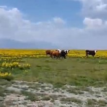 Boşuna Tıklama tweet media