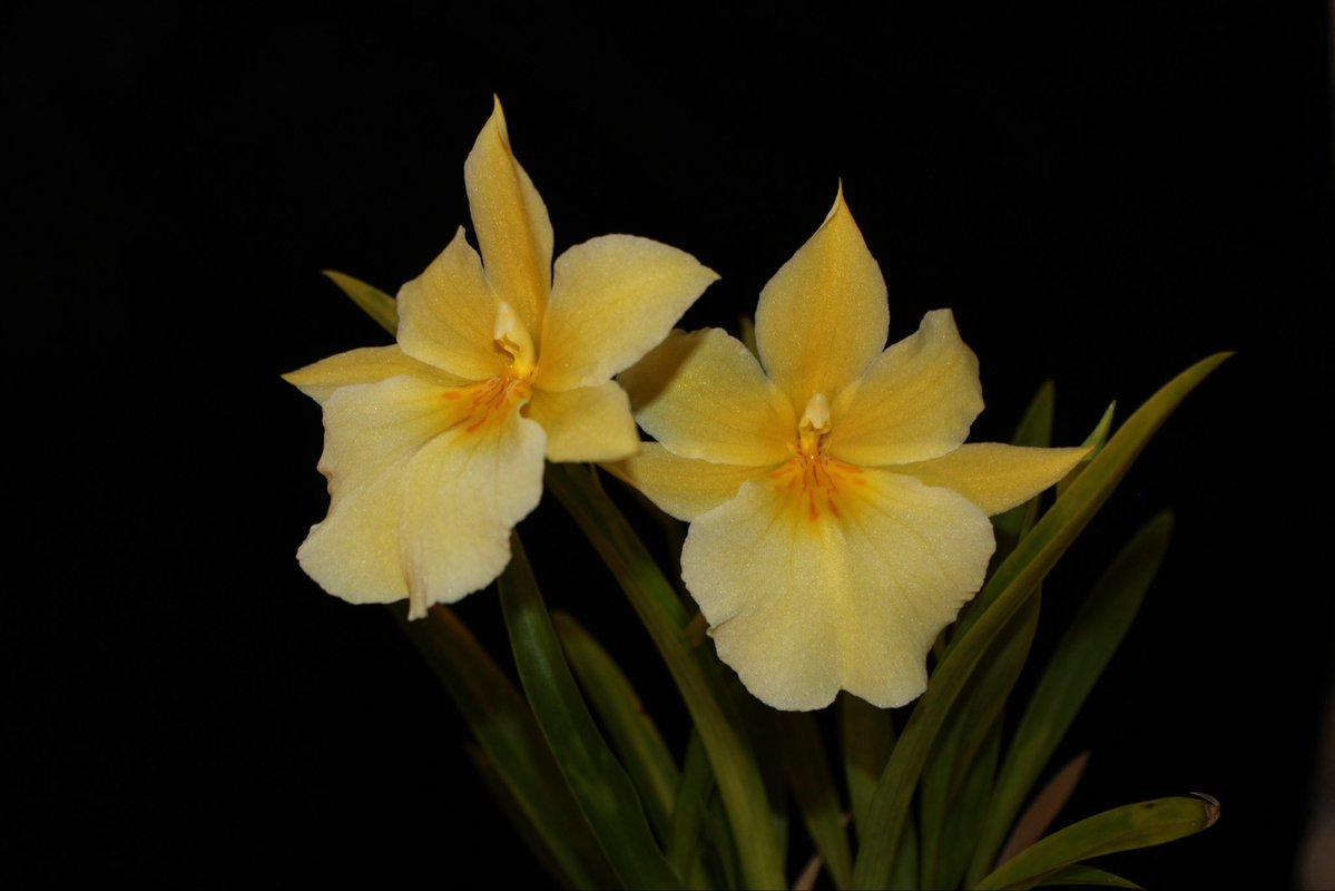鮮烈な黄色です！ Miltoniopsis roezlii f. xanthina #orchids 追加で2