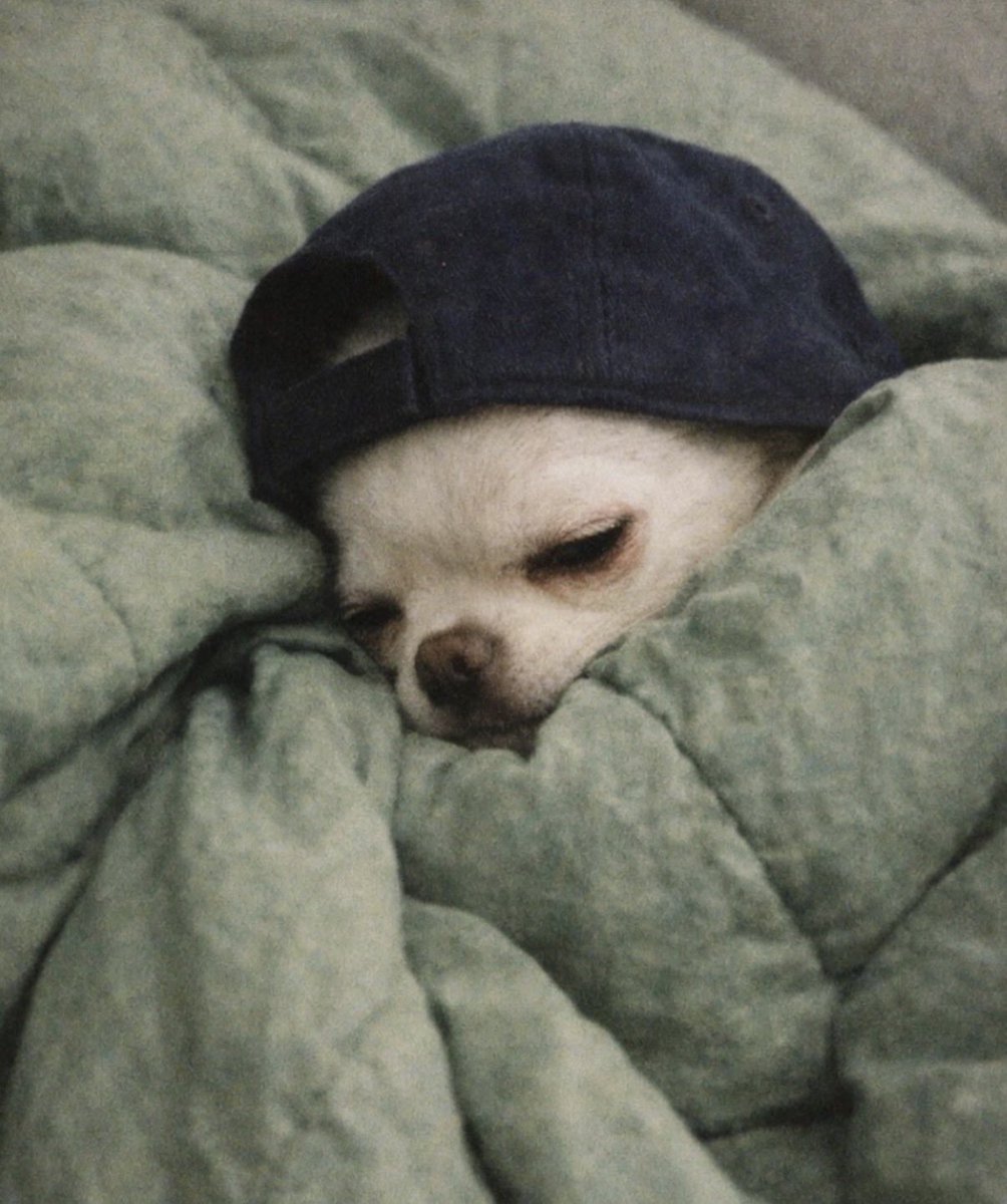 Tinkerdog tweet media