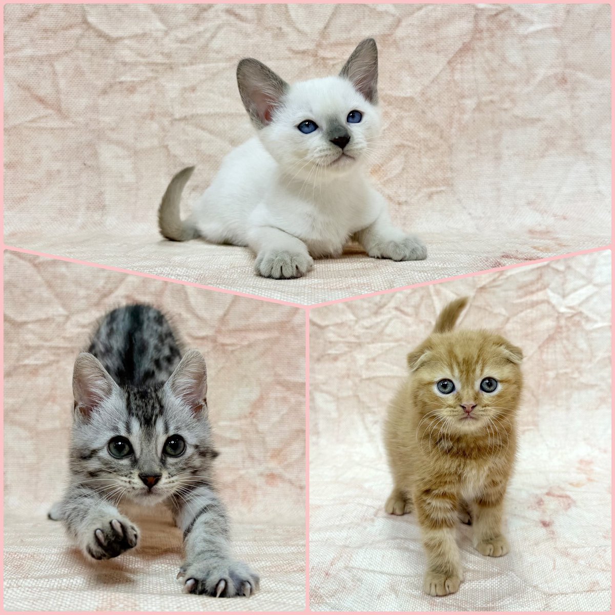 zooさま 専用 ZOO (@zoo_japan) / Posts / X